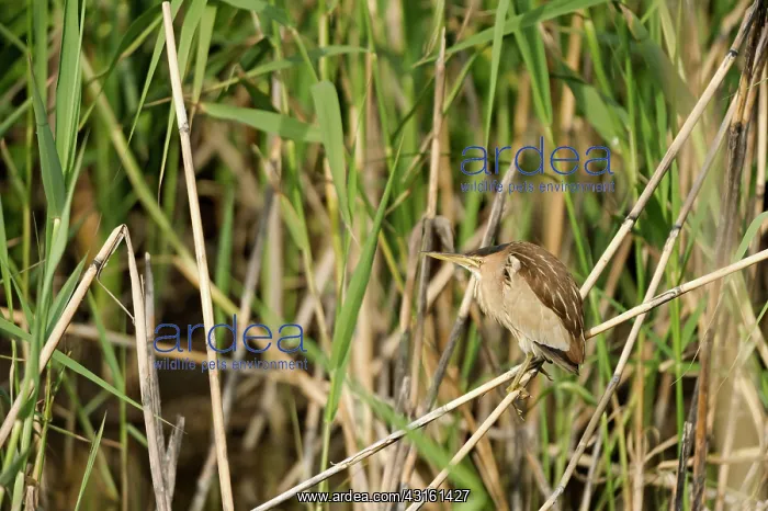 : Little Bittern (Ixobrychus minutus) female resting in reed : Little Bittern (Ixobrychus minutus) female resting in reed