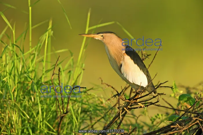 : Little Bittern (Ixobrychus minutus) male resting in reed : Little Bittern (Ixobrychus minutus) male resting in reed