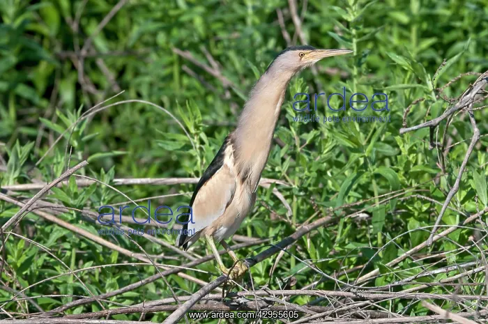 : Little Bittern - male perched in bush : Little Bittern - male perched in bush
