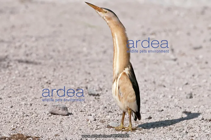 : Little Bittern - male standing on road - necked stretched up : Little Bittern - male standing on road - necked stretched up