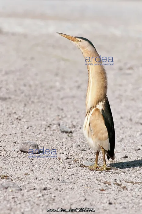 : Little Bittern - male standing on road - necked stretched up : Little Bittern - male standing on road - necked stretched up