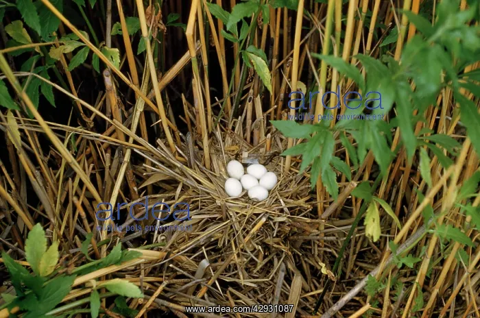 : Little Bittern - nest with eggs : Little Bittern - nest with eggs