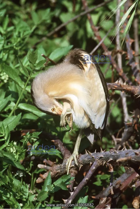 : LITTLE BITTERN - preening : LITTLE BITTERN - preening