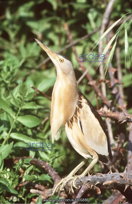 : LITTLE BITTERN - on thorny bush : LITTLE BITTERN - on thorny bush