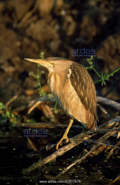 : LITTLE BITTERN - ON TWIGS : LITTLE BITTERN - ON TWIGS