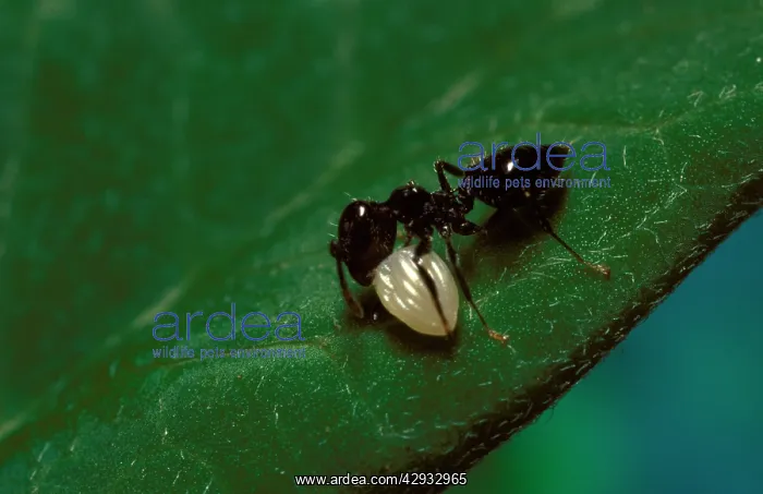 : 'Little black antI (probably Iridomyrmex sp.) : 'Little black antI (probably Iridomyrmex sp.)