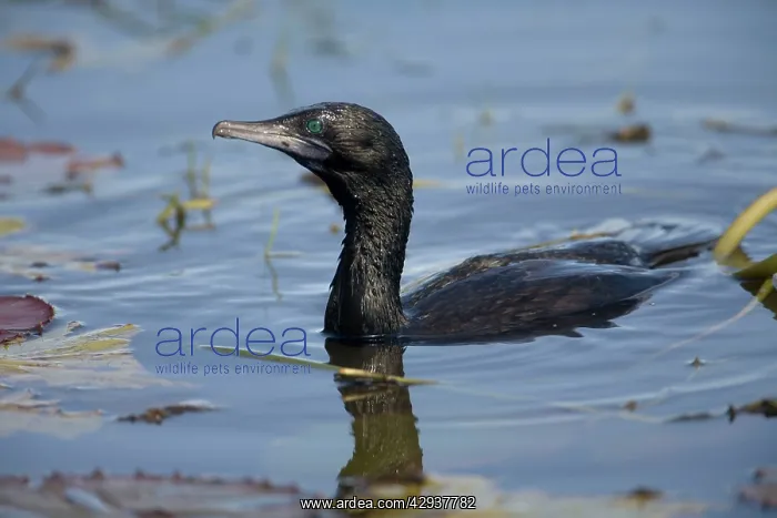 : Little Black Cormorant : Little Black Cormorant