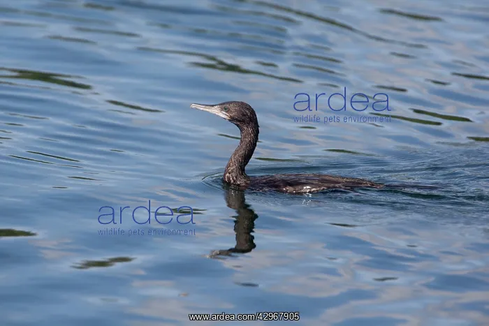 : Little Black Cormorant : Little Black Cormorant