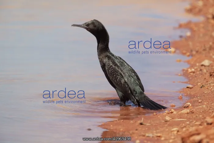 : Little Black Cormorant : Little Black Cormorant