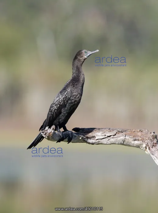 : Little Black Cormorant : Little Black Cormorant