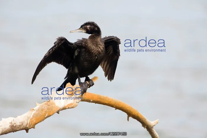 : Little Black Cormorant - Drying wings : Little Black Cormorant - Drying wings
