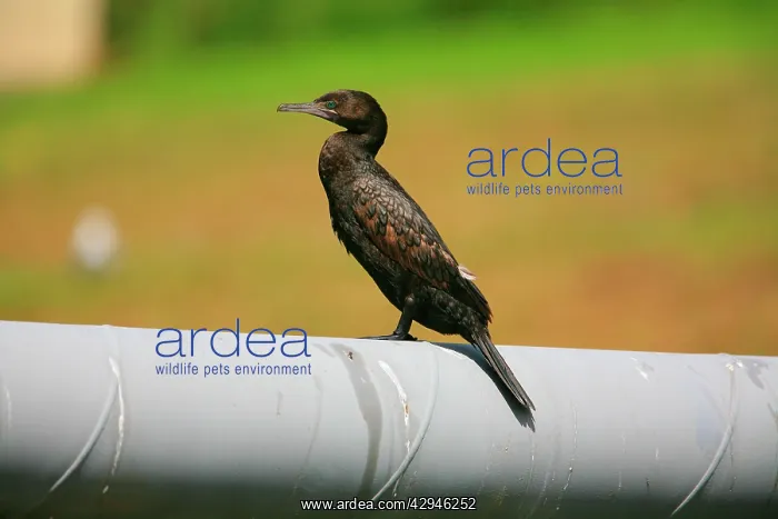 : Little Black Cormorant - perched on a pipe crossing : Little Black Cormorant - perched on a pipe crossing