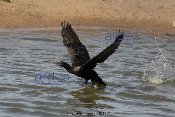 : Little Black Cormorant taking off from a pond at Peppim : Little Black Cormorant taking off from a pond at Peppim