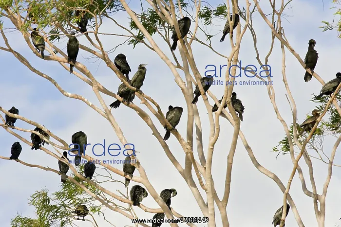 : Little Black Cormorants - Flock of bird roosting : Little Black Cormorants - Flock of bird roosting
