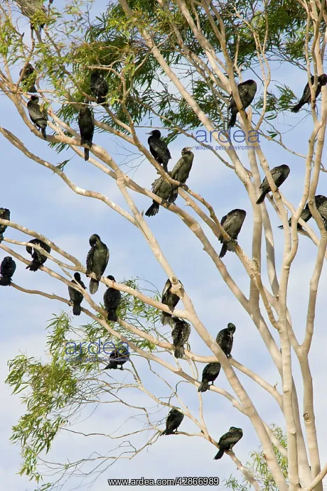 : Little Black Cormorants - Flock of birds roosting : Little Black Cormorants - Flock of birds roosting