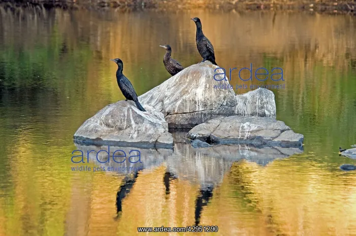 : Little Black Cormorants - resting in exposed rocks in river : Little Black Cormorants - resting in exposed rocks in river