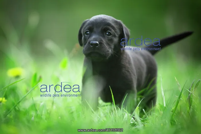 : Little black Labrador puppy walking curiously through : Little black Labrador puppy walking curiously through