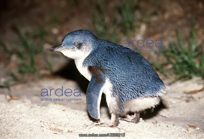 : Little Blue / Fairy PENGUIN - juvenile : Little Blue / Fairy PENGUIN - juvenile