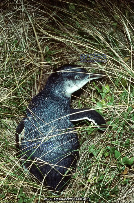 : Little Blue / Fairy Penguin - single, in grass : Little Blue / Fairy Penguin - single, in grass