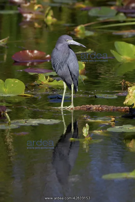 : Little Blue Heron : Little Blue Heron