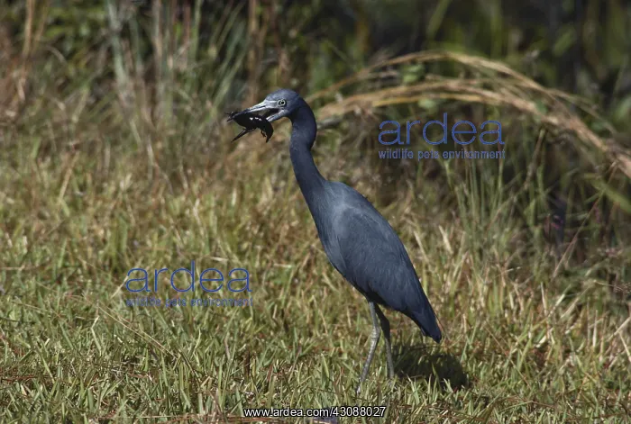 : Little Blue Heron : Little Blue Heron
