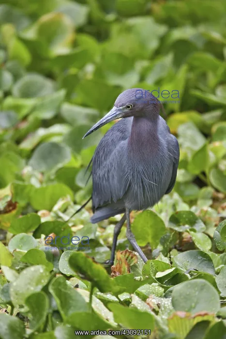 : Little Blue Heron : Little Blue Heron