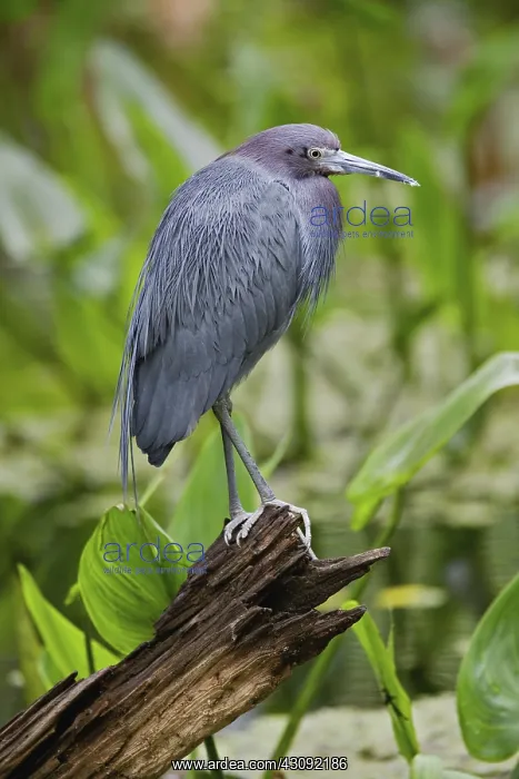 : Little Blue Heron : Little Blue Heron