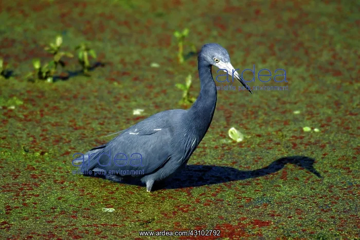: Little Blue Heron : Little Blue Heron
