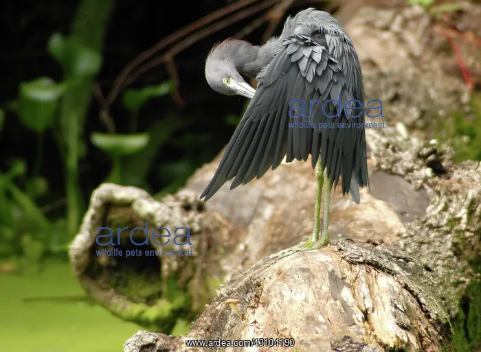 : Little Blue Heron : Little Blue Heron