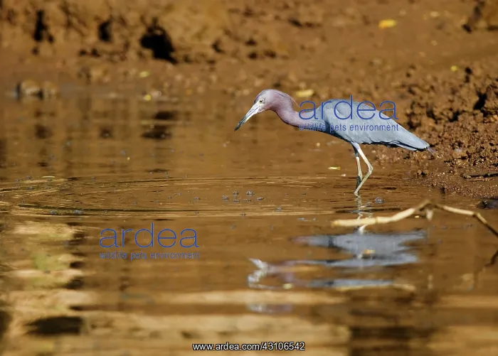 : Little blue heron : Little blue heron