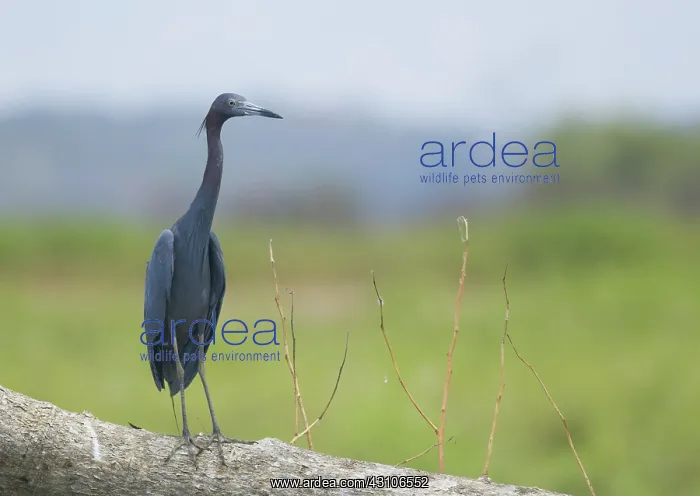 : Little blue heron : Little blue heron