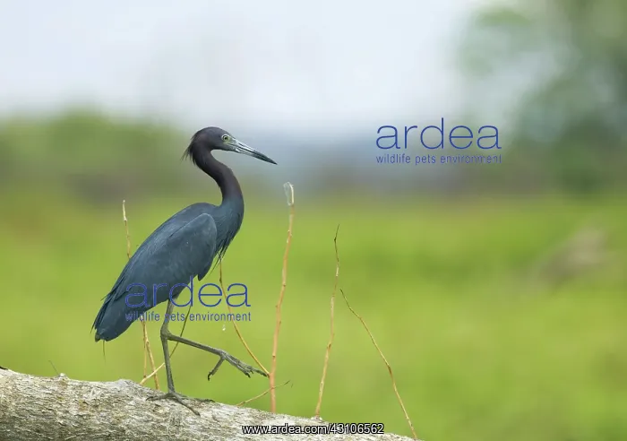 : Little blue heron : Little blue heron
