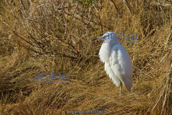 : Little Blue Heron : Little Blue Heron