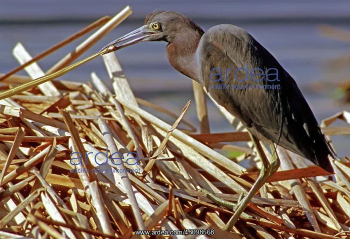 : Little Blue Heron capturing a snake : Little Blue Heron capturing a snake