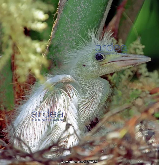 : Little Blue Heron Chick : Little Blue Heron Chick