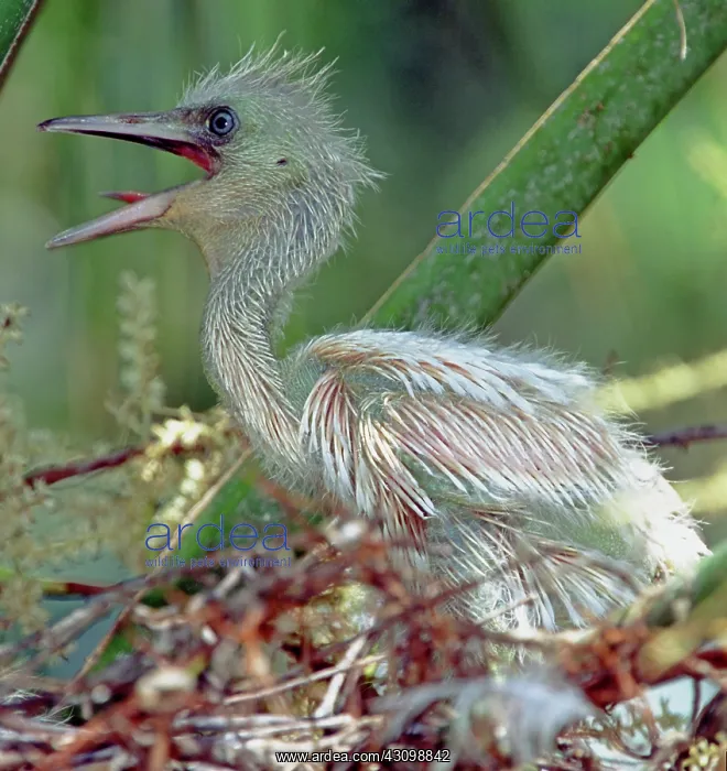 : Little Blue Heron Chick : Little Blue Heron Chick