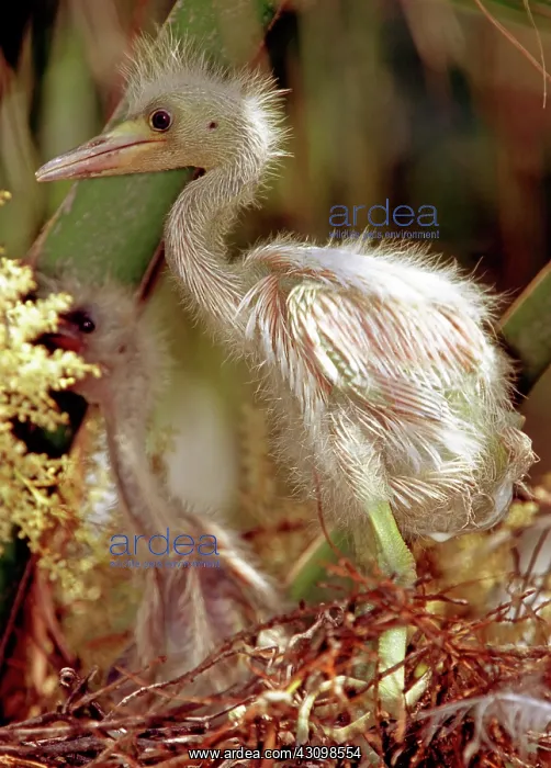 : Little Blue Heron chick standing in nest : Little Blue Heron chick standing in nest