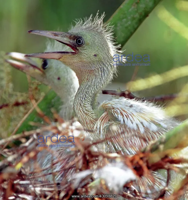 : Little Blue Heron Chicks : Little Blue Heron Chicks