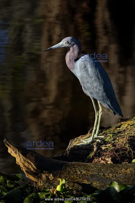 : Little blue heron, Circle Bar B Ranch, Florida : Little blue heron, Circle Bar B Ranch, Florida