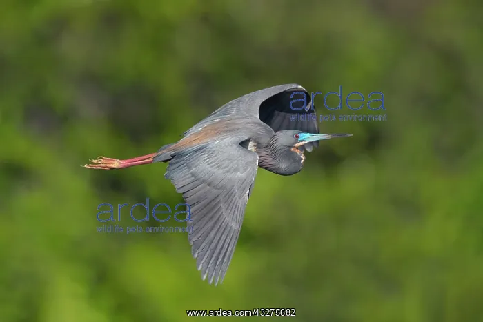 : Little Blue Heron, Egretta caerulea, a small heron that bree : Little Blue Heron, Egretta caerulea, a small heron that bree