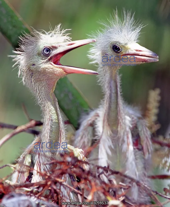 : Little Blue Heron (Egretta caerulea) chicks : Little Blue Heron (Egretta caerulea) chicks