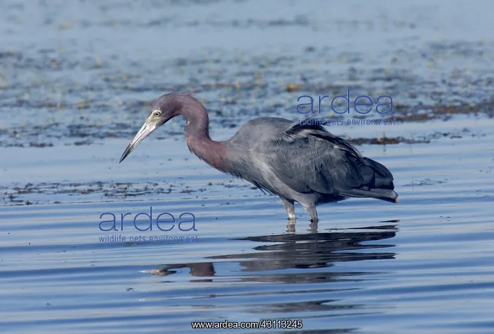 : Little Blue Heron (Egretta caerulea) fishing : Little Blue Heron (Egretta caerulea) fishing