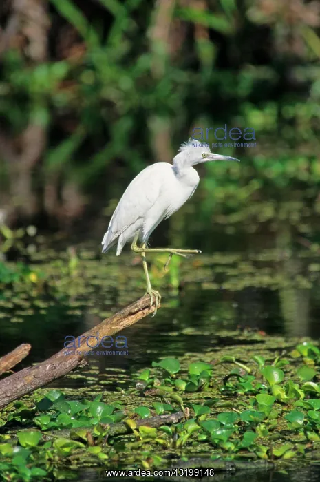 : Little Blue Heron (Egretta caerulea), immature : Little Blue Heron (Egretta caerulea), immature