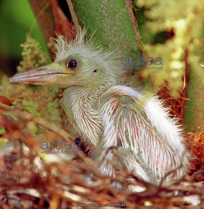 : Little Blue Heron (Egretta caerulea) nestling : Little Blue Heron (Egretta caerulea) nestling