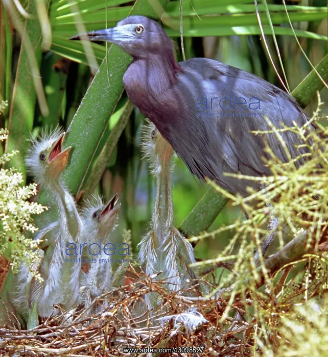 : Little Blue Heron (Egretta caerulea) w / young : Little Blue Heron (Egretta caerulea) w / young