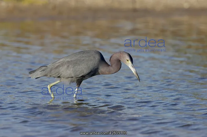 : Little Blue Heron - fishing : Little Blue Heron - fishing