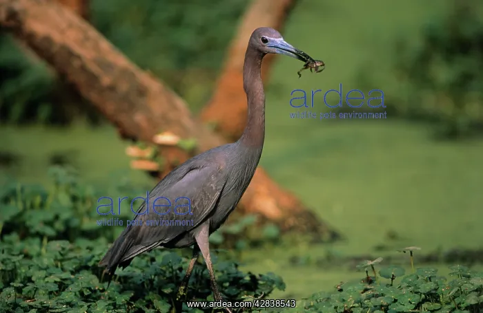 : Little Blue Heron - with frog prey : Little Blue Heron - with frog prey
