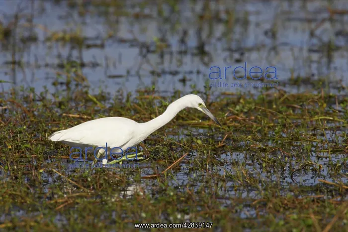 : Little Blue Heron - immature : Little Blue Heron - immature