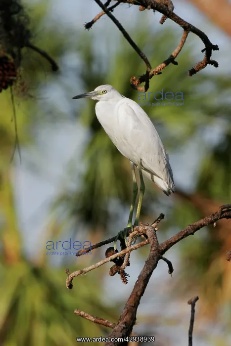 : Little Blue Heron - immature : Little Blue Heron - immature