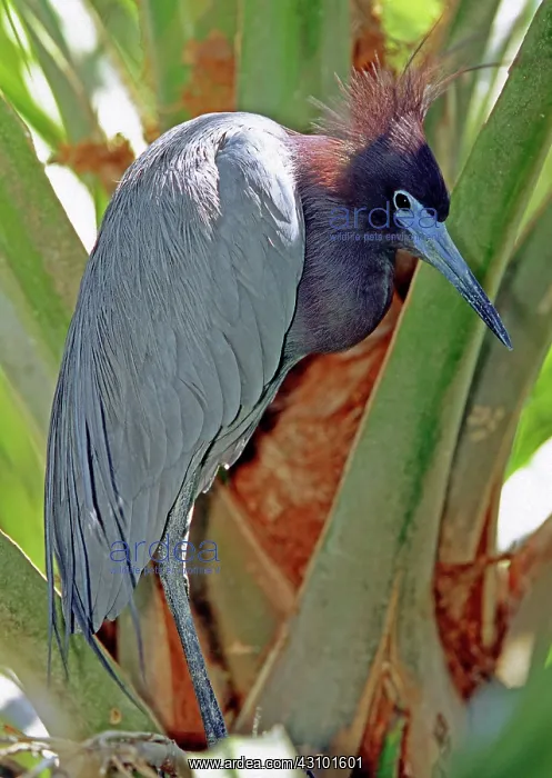 : Little Blue Heron male in breeding colors : Little Blue Heron male in breeding colors
